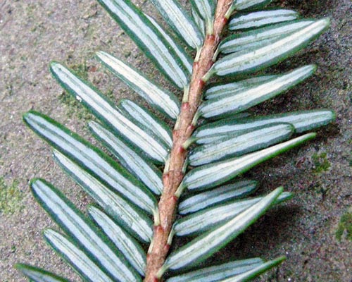 Backside of hemlock needles